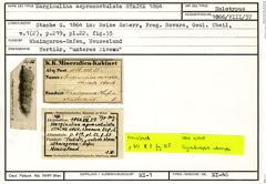 Karteikarte zum Holotyp von Marginulina asprocostulata Stache, 1864